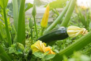 Zucchini und Zucchini: 9 Der wesentliche Unterschied, dass Sie nicht wissen,