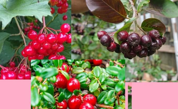 Rowan, Viburnum, Preiselbeeren