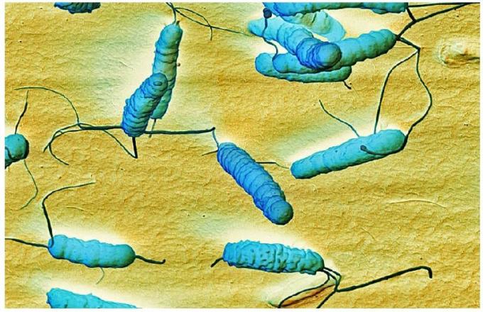 Das Bakterium Helicobacter pylari