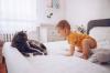 Welche Haustiere sind für Kinder gefährlich? Antwort von Doktor Komarovsky