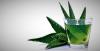 Aloe vera: nützliche Eigenschaften von Pflanzen, dass Sie auf der Fensterbank haben