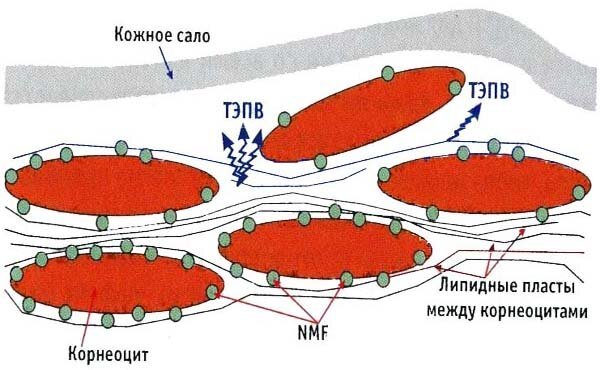 Feuchthaltemittel Struktur des Stratum corneum. Das Wasser im Stratum corneum ruhig läuft, sondern nur zwischen den Lipidschichten und das restliche Wasser und Keratin NMF zurückgehalten. Wie ich oben sagte, die Feuchtigkeit - ein ziemlich komplexer Mechanismus