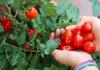 6 überraschende gesundheitliche Vorteile von Tomaten