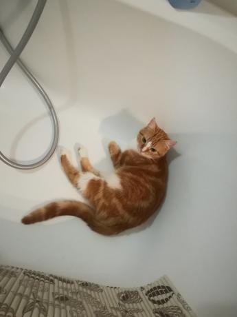 Aussagen von „Experten“ über die Gefahren von häufigem Waschen wahrscheinlich meine Katze würde zustimmen :))