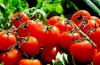 Wie man Tomaten richtig in die Ernährung von Kindern einführt