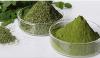 Moringa - eine Pflanze, die verhindert, dass gesundheitliche Probleme!