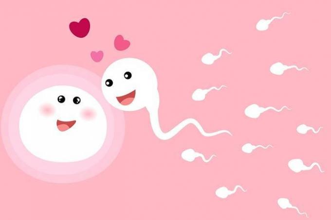 Ovum wählt für die Befruchtung Sperma, und nicht umgekehrt: Wissenschaftler