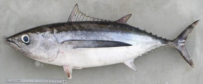 Weißer Thunfisch