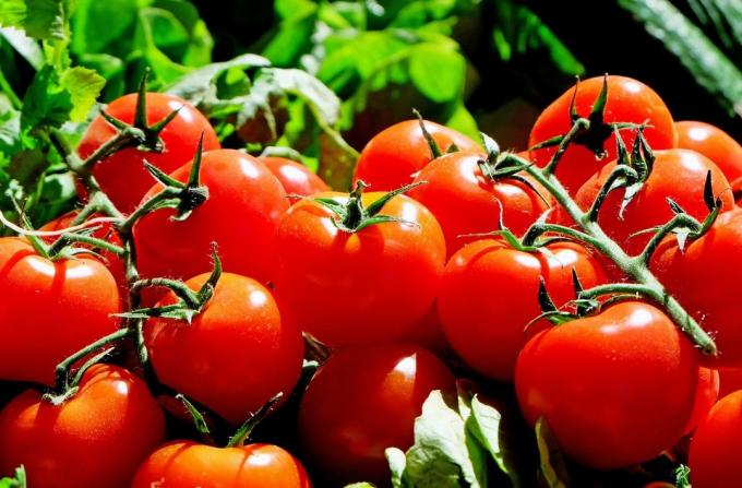 Tomaten - Tomaten
