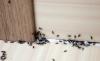 Wie schnell und dauerhaft im Hause losen Ameisen erhalten