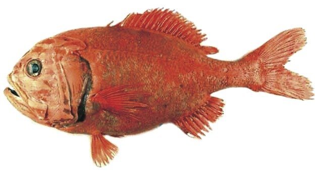 bighead Fisch