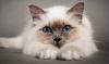 Kototerapiya: heilende Eigenschaften von Katzen